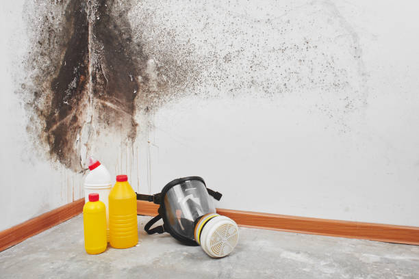 Best Mold Remediation for Schools in Secy, AR