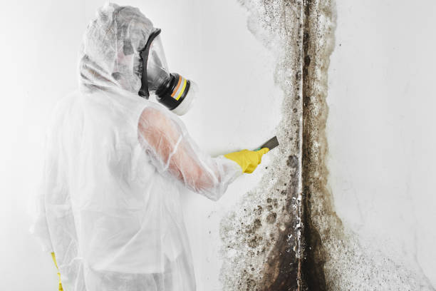 Best Insurance-Related Mold Remediation in Secy, AR