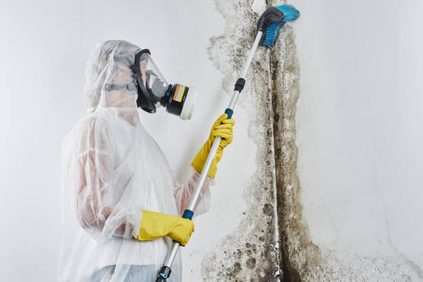 Best Residential Mold Remediation in Secy, AR