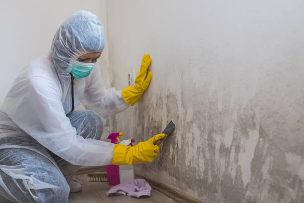 Best Mold Remediation for Specific Building Types in Secy, AR