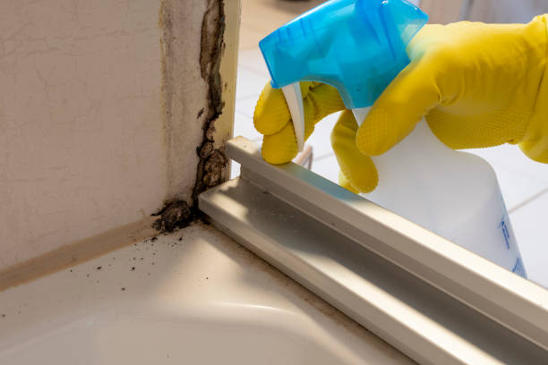 Best Basement Mold Remediation in Secy, AR