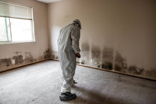 Best Health and Safety Mold Remediation in Secy, AR