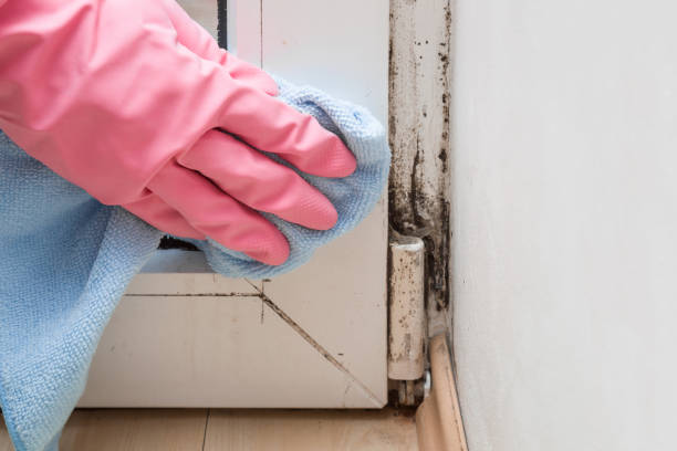 Best HVAC Mold Remediation in Secy, AR