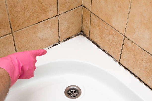 Best Preventive Mold Services in Secy, AR